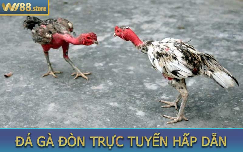 Đá gà đòn trực tuyến hấp dẫn